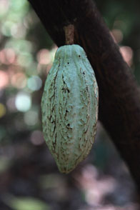 Cacao